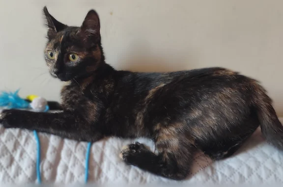 Chat perdu femelle, Allée du Stade, 11, Cheniménil, Lyon - très petit gabarit - photo