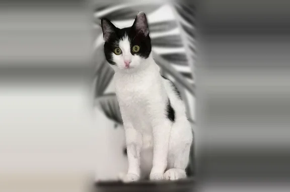 Chat perdu femelle, Rue Colonel Henri Rol Tanguy, Vaulx-en-Velin - blanche avec grandes taches noires, pucée - photo
