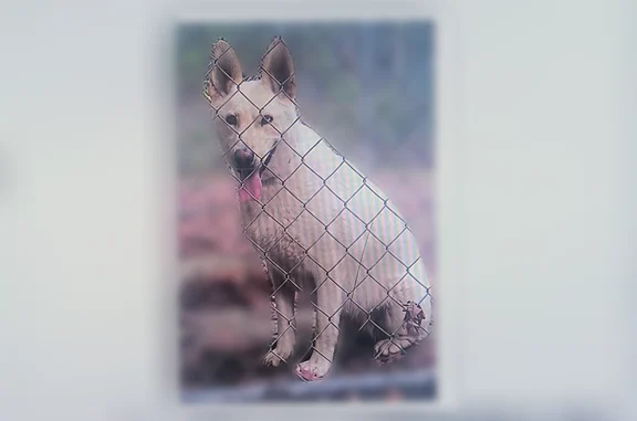 Found dog Midlothian, photo: Found dog, Ashton Village Lane, 1155, Midlothian - female, one blue eye