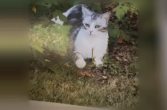 Chat perdu, Champigny-sur-Marne, photo: Chat perdu femelle, Rue Gounod, 8, Champigny-sur-Marne - petite chatte grise et blanche
