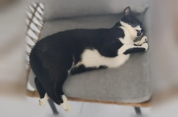 Chat perdu femelle, Rue du Danilo, Givrand, Lyon — très sociable - photo