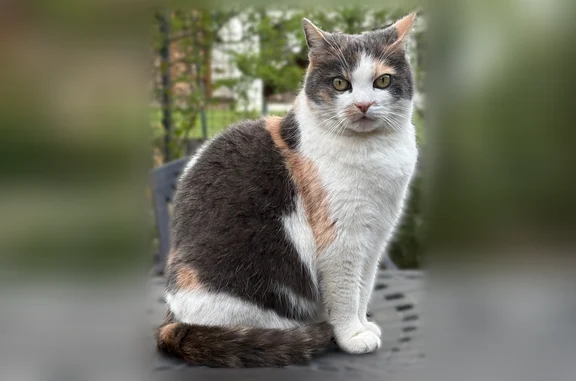 Chat perdu, femelle, Avenue Jean Jaurès, 75, Vandœuvre-lès-Nancy - petite chatte tricolore très craintive - photo