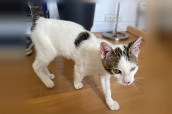 Chat blanc avec quelque taches, dont une sur le nez, 3 ou 4 sur les flancs et le dos, queue noire vaguement rayée