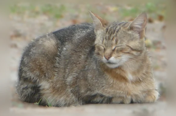 Chat trouvé Saint-Étienne-de-Montluc, photo: Chat trouvé, Rue Cassiopée, Saint-Étienne-de-Montluc