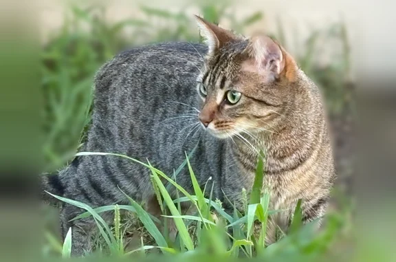 Chatte tigrée et tachetée aux yeux verts, stérilisée et pucée. 1an et demi. Premières sorties, est partie en début de soirée en suivant le chat de la voisine mais n'est pas revenue. Merci pour votre aide.