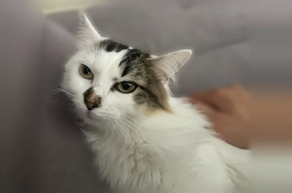 Chat perdu, Paris, photo: Chat perdu, Rue Calarasi, Chartres-de-Bretagne, Paris — femelle, poils longs blancs et yeux verts