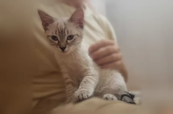 Chat trouvé Vienne, photo: Chat trouvé, Quai Riondet, 33, Vienne - petit, blanc avec bouts de pattes et de queue tigrés