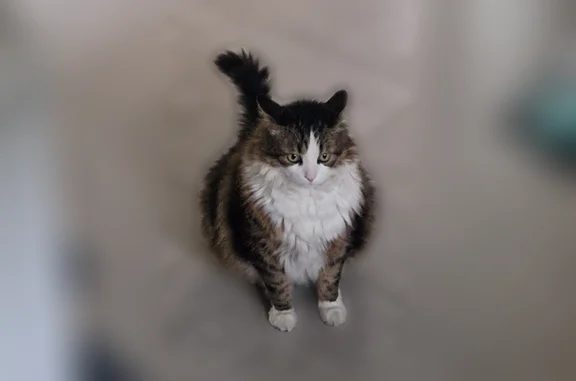 Chat perdu mâle, Chemin de la Chenevière, 6B, Gallargues-le-Montueux, Paris - grand chat à poils longs - photo