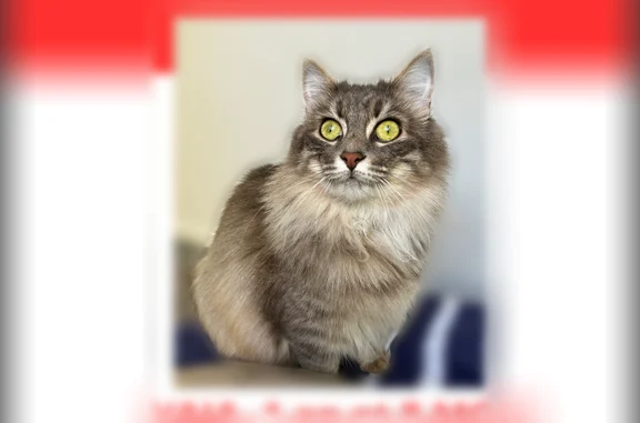 Chat perdu, Rue Monsarrat, 55, Bordeaux — femelle, grise et blanche à poil long, plutôt craintive - photo