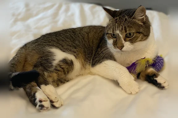 Missing cat Leland, photo: Lost cat, Starry Sky Road, 3860, Leland - female, greenish-brown eyes, gray and white