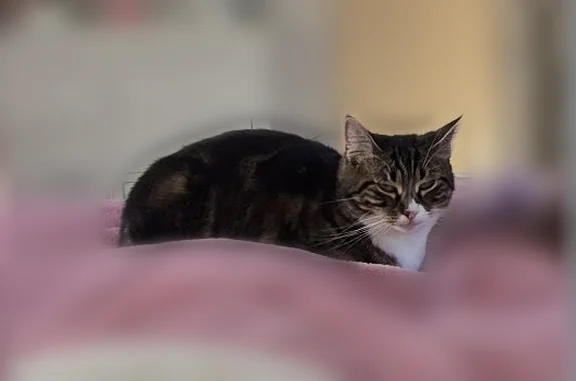 Chat perdu, femelle, Route d'Aunay sur Odon, 13, Louvigny - chatterie tigrée marron avec des taches blanches - photo
