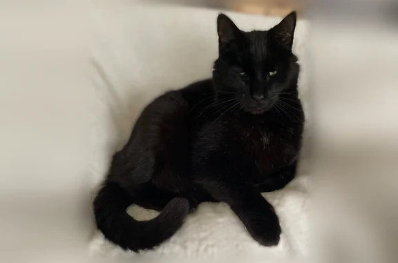Pompon est noir avec une petite tache blanche à la gorge il a 12 ans il n’est pas rentré dormir le soir à la maison ce n’est pas son habitude il est très gentil il est pucé