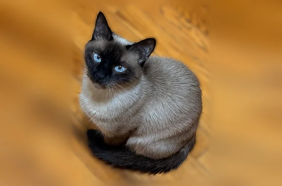 Lost cat, Lullwater Trail, New York, Brooklyn - female Siamese, scared and timid - photo