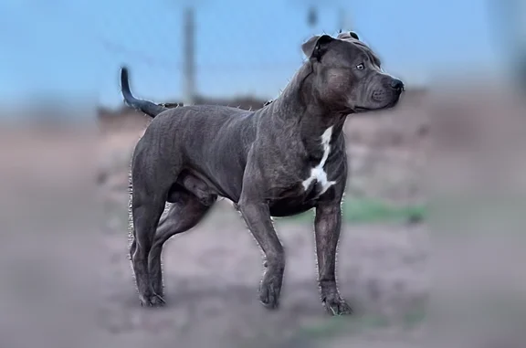 Lost dog, Grant Avenue, Altus - male, brindle Pit Bull, white upside-down Y on chest - photo