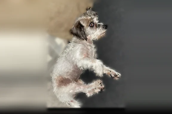 Lost dog, Brockbank Drive, 9501, Fort Worth - male - friendly - photo