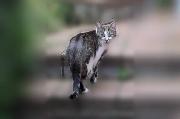 Chat perdu femelle, Rue impasse du boues, Capvern - petite et mince - photo