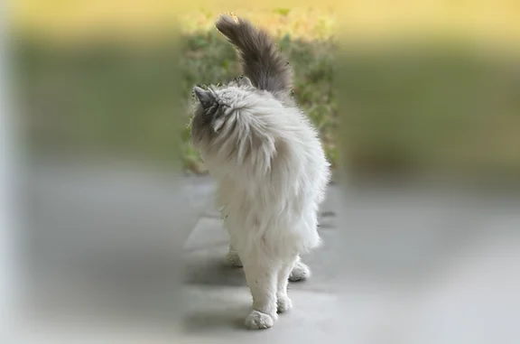 Chat trouvé Sainte-Foy-lès-Lyon, photo: Chat trouvé, Allée Buffon, 13, Sainte-Foy-lès-Lyon — poils longs, yeux bleus
