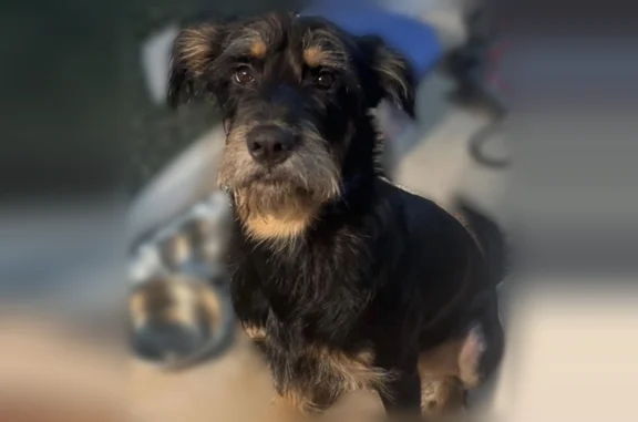 Lost dog, Cunningham Drive, Carrollton, Covington - wiry-haired, black and brown - photo