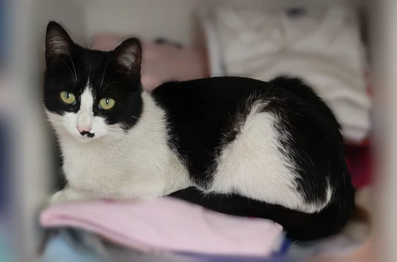 Chat perdu, Orsay, photo: Chat perdu femelle, Rue de Lozère, 17, Orsay - chatte noire et blanche