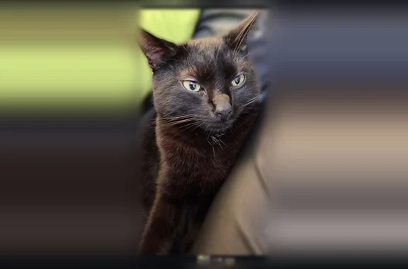 Chat perdu, Massy, photo: Chat perdu mâle, Boulevard Carnot, 3, Vidauban, Massy - noir avec 3 poils blancs au cou