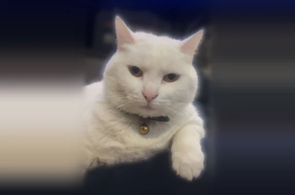 Chat perdu femelle, Rue Pasteur, 38, Erquinghem-Lys — tout blanche, peureuse - photo