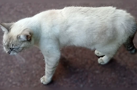 Chat gentil qui miaule et demande des câlins mais en mauvais état, sale avec une grosse croûte sur le dos... Il a sûrement été malmené par les chats du quartier.