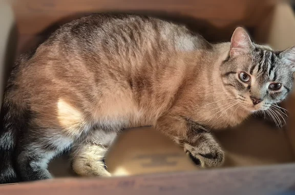 Perdu chat mâle, Boulevard de Bretagne, Saint-Michel - crème et gris - photo