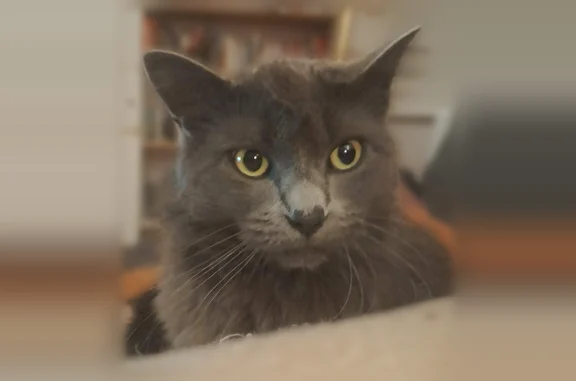 Chat perdu, femelle, Chemin des Quintals, Gaillac — petite, poils mi-longs gris cendrés - photo