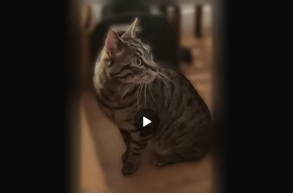 Chat perdu mâle, Place Charles Fillion, 20, Paris - très peureux, sans collier - photo
