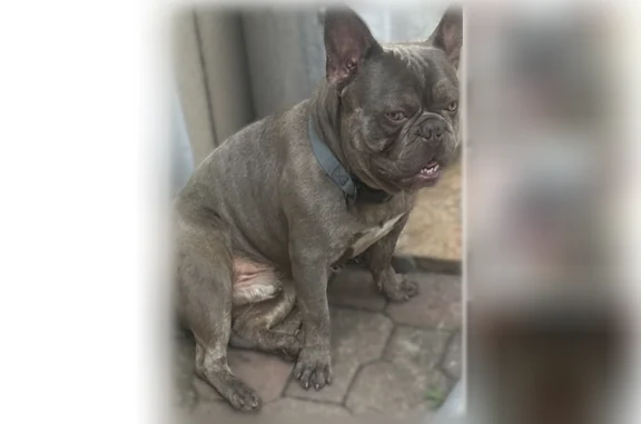 Lost dog, Cherrywood Avenue, Dallas - friendly French bulldog with grey/blue coat - photo