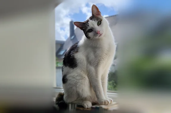 Chat perdu, Paris, photo: Chat perdu, Rue Amiral d'Aboville, Cherbourg-en-Cotentin, Paris - femelle, blanche et noire, queue tordue, petit gabarit