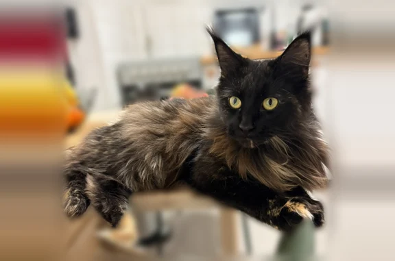 Chat perdu, Allée George Sand, 2, Viry-Châtillon, Paris - femelle croisement Maine coon - photo