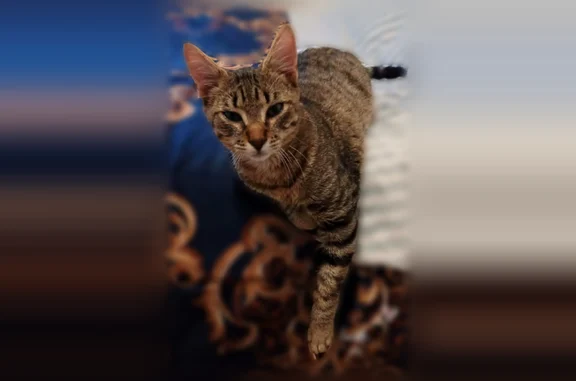 Chat perdu mâle, À Paratella, 42, Propriano - tigré - photo