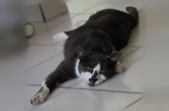 Chat perdu, Paris, photo: Chat perdu mâle, Rue des Esperelles, Miramas - tache sur le nez