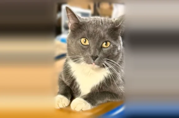 Lost cat, Windon Drive, 2723, Cincinnati - male, gray with white paws - photo