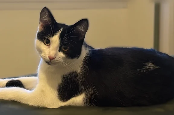 Chat perdu mâle, Rue du Tiers-Etat, 20, Carmaux — blanc et noir - photo
