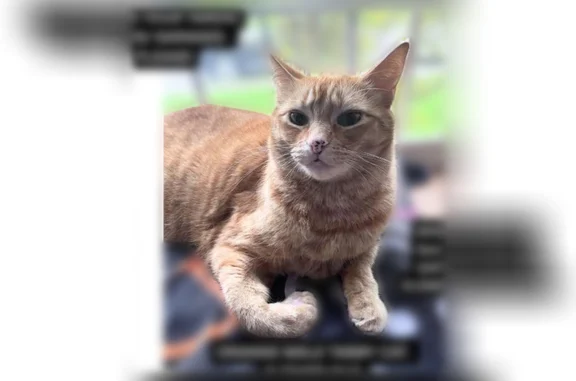 Lost cat, Gaffney Lane, Oregon City - orange tabby, indoor-only kitty - photo