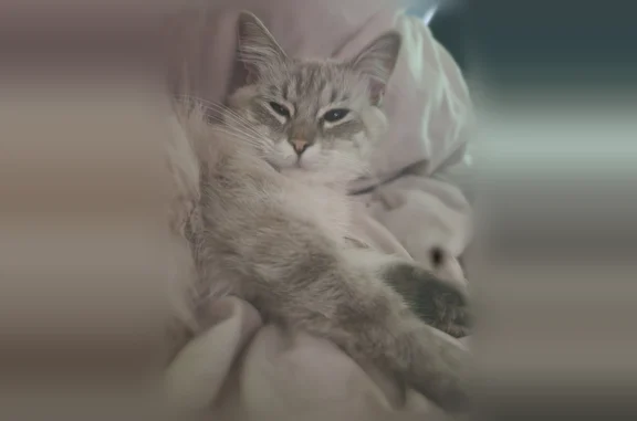 Lost cat, Aldrich Avenue South, 6300, Minneapolis - female, off-white medium-haired with tan and grayish stripes - photo