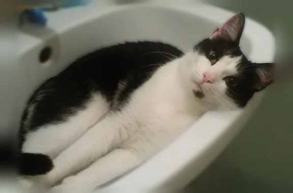 Chat noir et blanc, sociable. Disparu dans la nuit du 30/06 au 01/07. Il est pucé et castré.