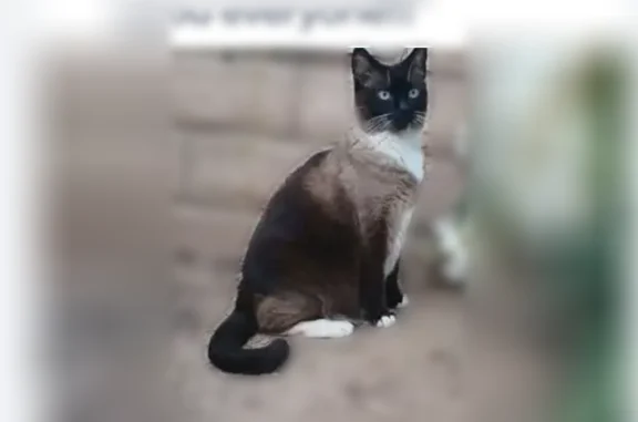 Lost cat, Simi Valley, California, Arlington - female, part Siamese, black and grey with blue eyes - photo
