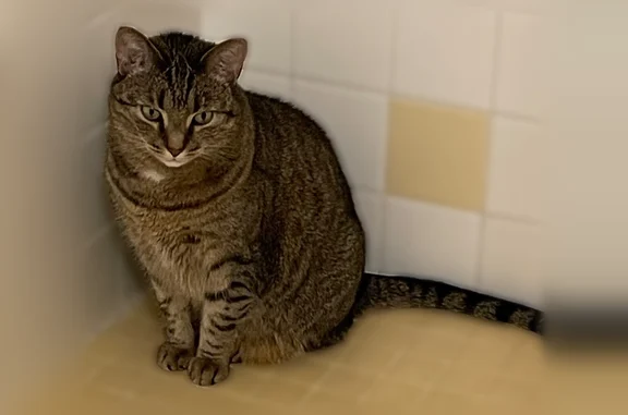 Lost cat, 44th Avenue Northeast, 6056, Seattle — female, black and brown tabby, mint green eyes - photo