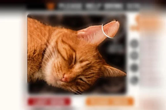 Missing cat Levering, photo: Lost cat, U.S. 31, 2734, Levering - male tabby with a notched right ear