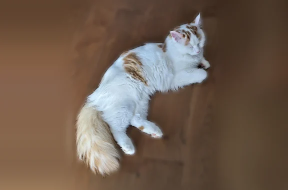 Chat perdu mâle, Route de Nailloux, 45, Montesquieu-Lauragais, Ayguesvives - poil mi-long blanc tacheté marron - photo