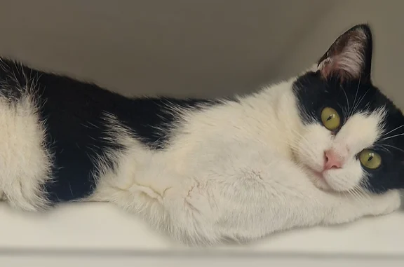 Chat perdu, Rue Léo Lagrange, 12, Amiens - femelle blanche et noire, yeux clairs - photo