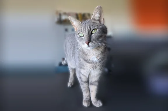 Chat gris tigré, tatouage lettre P dans l'oreille Pucé et stérilisé