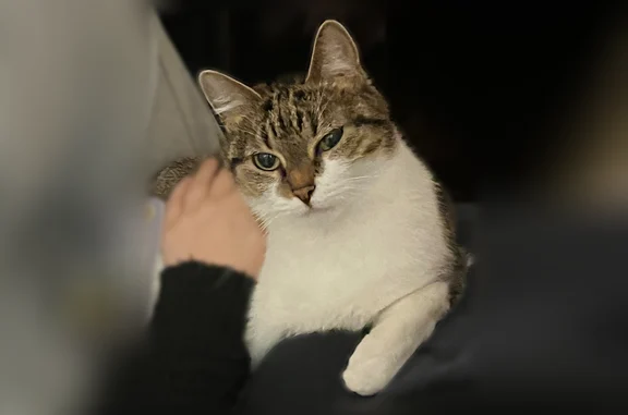 Perdu chat femelle, Rue Baudin, Saint-Quentin, Paris - chatte de 12 ans - photo