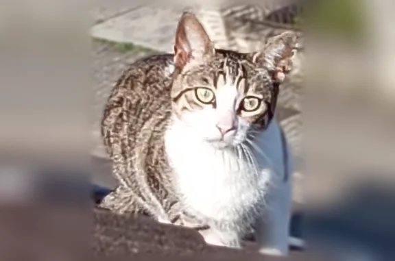 Chat perdu femelle, Rue Huber, 85, Petite-Rosselle - photo