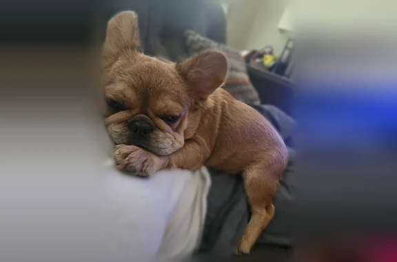 Lost dog, Lenel Place, 9328, Dallas - female, 10 months old - photo