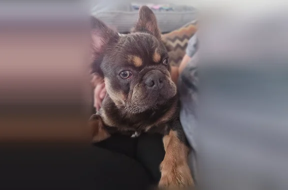 Lost dog, Lenel Place, 9328, Dallas - male, fluffy Frenchie, dark chocolate brown with tan markings - photo