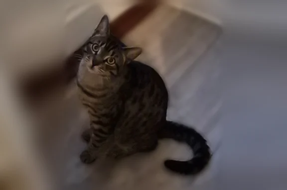 Chat perdu, Rue Jean Jaurès, Rimogne, Lyon - mâle, gris tigré, très sociable - photo